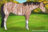 Horse Color:Bay Ice