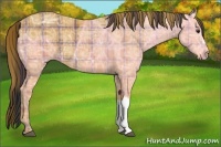 Horse Color:Plaid  Bay Ice 