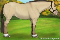 Horse Color:Classic Champagne Dun Rabicano 