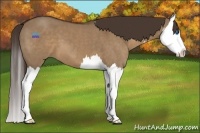 Horse Color:Liver Red Dun Splash 