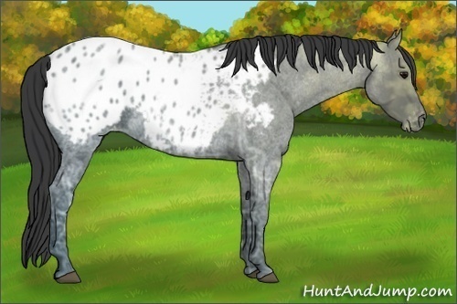 Horse Color:Blue Ice Roan Appaloosa