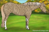 Horse Color:Palomino Ice Tobiano