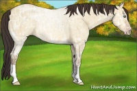 Horse Color:Amber Champagne Ice Dun 