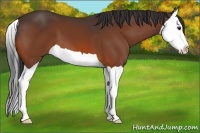Horse Color:Bay Splash 