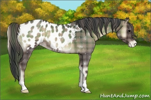 Horse Color:Plaid  Blue Onyx Roan Appaloosa 