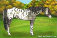 Horse Color:Plaid  Blue Onyx Roan Appaloosa 