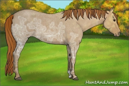 Horse Color:Red Ice Roan 