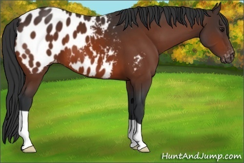 Horse Color:Brown Appaloosa 