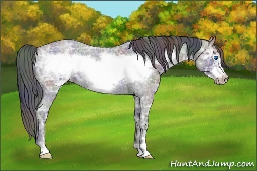 Horse Color:Nacre Blue Ice Roan Sabino Frame 