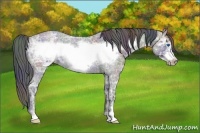 Horse Color:Nacre Blue Ice Roan Sabino Frame 