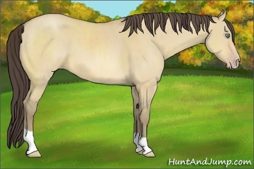 Horse Color:Amber Cream Champagne Dun 