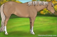 Horse Color:Palomino 