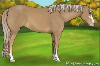 Horse Color:Palomino Sabino 