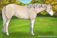 Horse Color:Palomino Pearl Sabino 