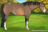 Horse Color:Buckskin Sabino 
