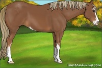 Horse Color:Chestnut Sabino 