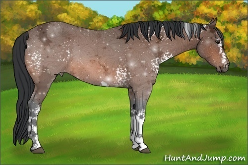 Horse Color:White Spotted Bay Ice