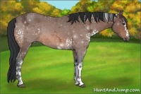 Horse Color:White Spotted Bay Ice