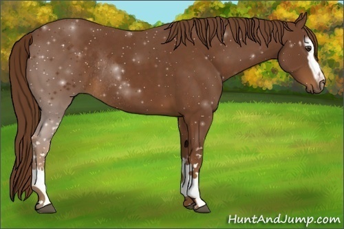 Horse Color:White Spotted Chestnut Rabicano 