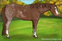 Horse Color:White Spotted Chestnut Rabicano 