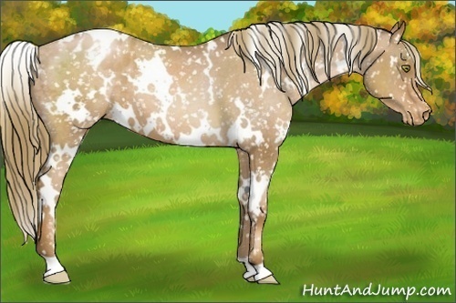 Horse Color:White Spotted Liver Chestnut Pearl Appaloosa 