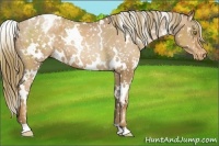 Horse Color:White Spotted Liver Chestnut Pearl Appaloosa 