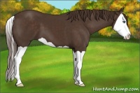 Horse Color:Liver Chestnut Splash 
