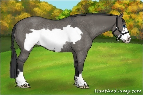 Horse Color:Grullo Frame Rabicano
