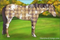 Horse Color:Plaid White Spotted Classic Champagne
