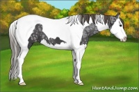 Horse Color:Smoky Black Ice Splash Tobiano Appaloosa 