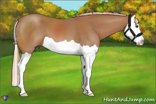 Horse Color:Chestnut Splash