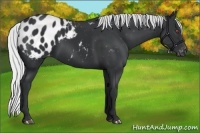Horse Color:Silver Black Chinchilla Appaloosa 
