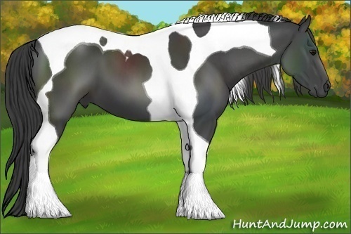 Horse Color:Smoky Black Tobiano 