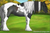 Horse Color:Black Tobiano 