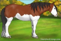 Horse Color:Bay Splash 