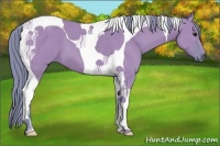 Horse Color:Watercolor Grullo Tobiano