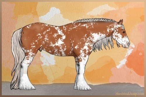 Horse Color:Silver Bay Sabino 