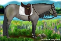 Horse Color:Grullo