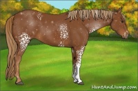 Horse Color:White Spotted Chestnut 