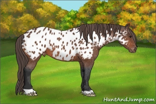 Horse Color:Bay Mushroom Near Leopard