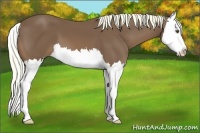 Horse Color:Chestnut Splash 