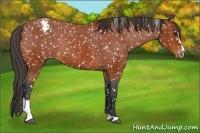Horse Color:Bay Sabino Snowflake VarnishRabicano 