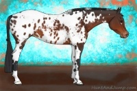 Horse Color:White Spotted Brown Blanket 