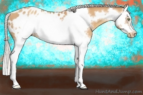 Horse Color:White Spotted Silver Amber Champagne Splash Frame Appaloosa 