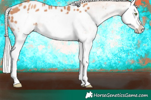 Horse Color:White Spotted Silver Amber Champagne Splash Frame Appaloosa 
