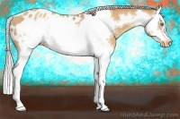 Horse Color:White Spotted Silver Amber Champagne Splash Frame Appaloosa