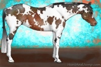 Horse Color:White Spotted Brown Appaloosa 