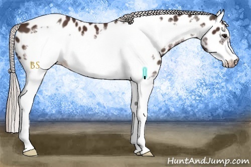 Horse Color:White Spotted Silver Brown Frame Appaloosa 