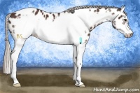 Horse Color:White Spotted Silver Brown Frame Appaloosa 