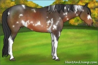 Horse Color:White Spotted Brown Tobiano 